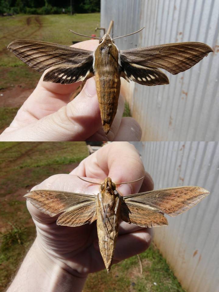 FIGURE 2h FIGURE 2h